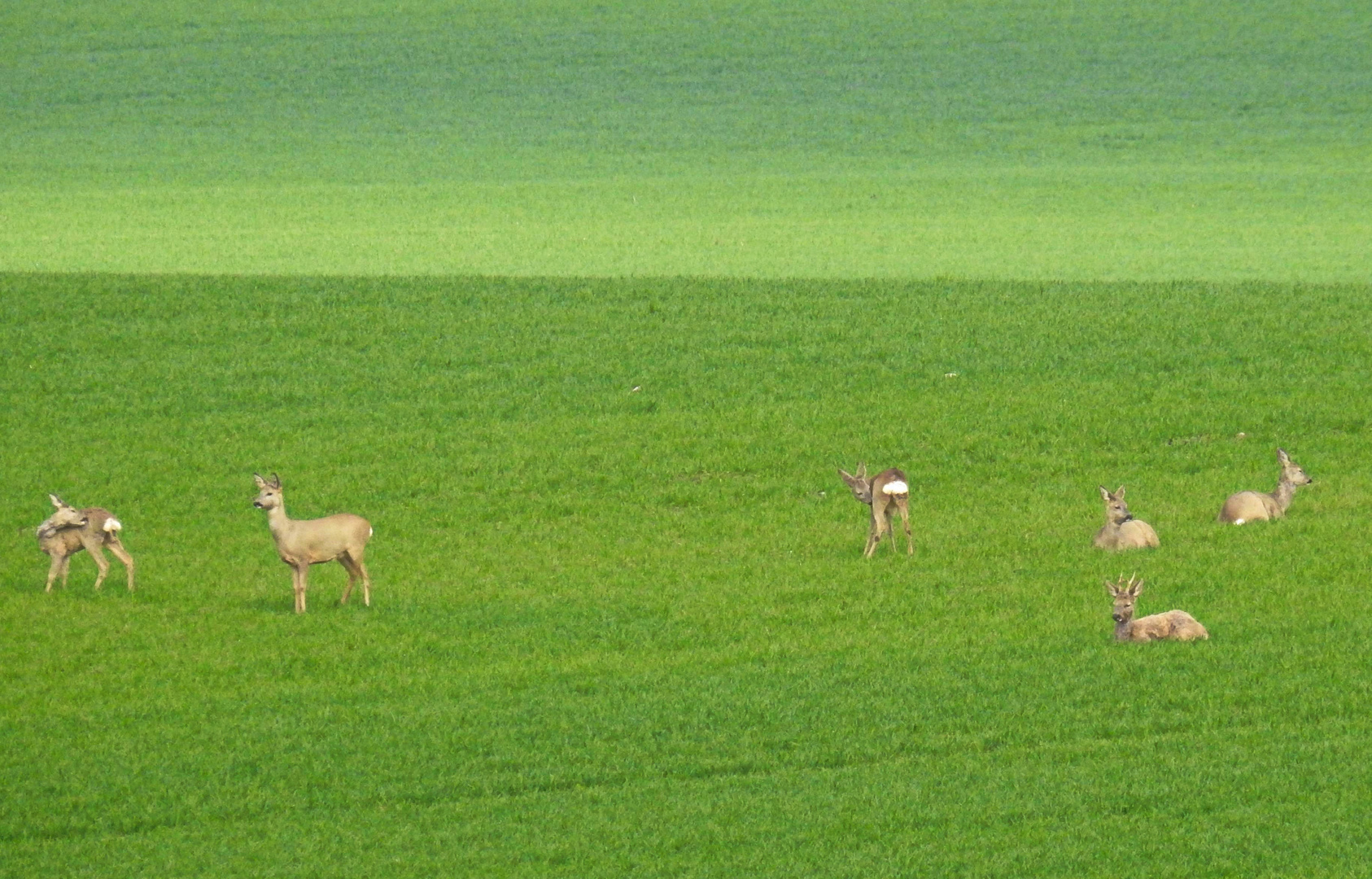 Rehgruppe