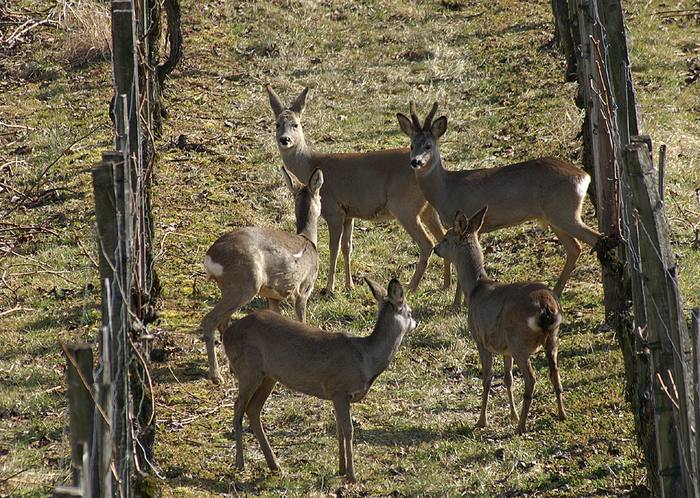 Rehgruppe im Hallauer Rebberg