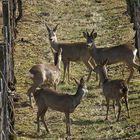 Rehgruppe im Hallauer Rebberg