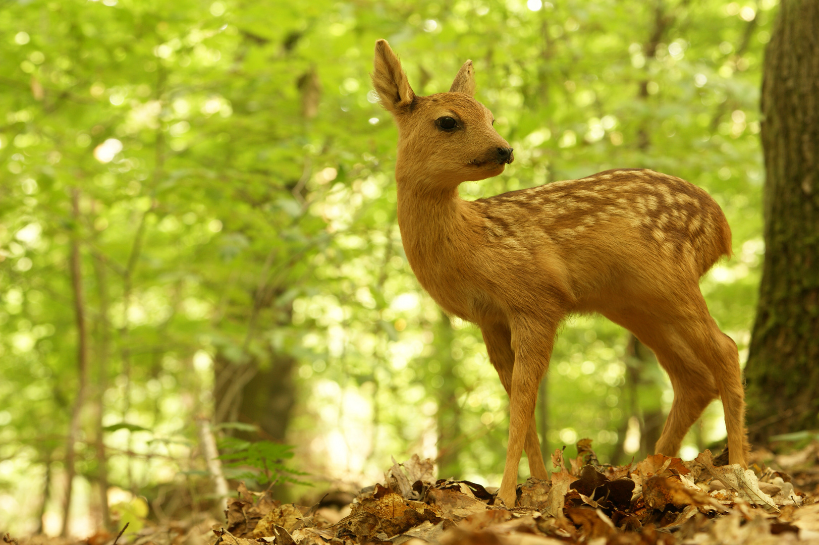 Rehkitz Foto & Bild tiere, wildlife,