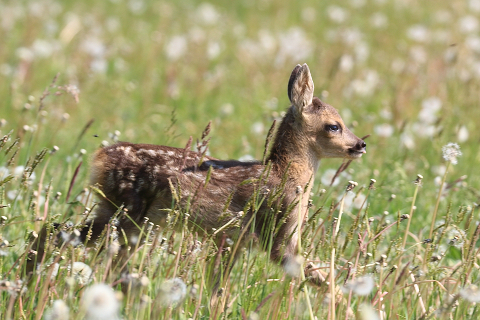 Rehkitz - Capreolus capreolus