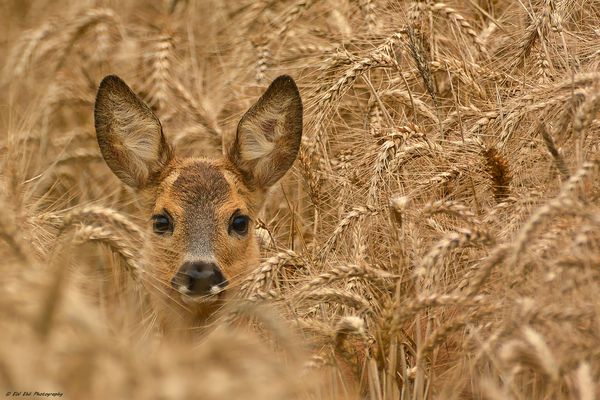 37 Reh Bilder Zum Ausdrucken Gratis Besten Bilder Von Ausmalbilder