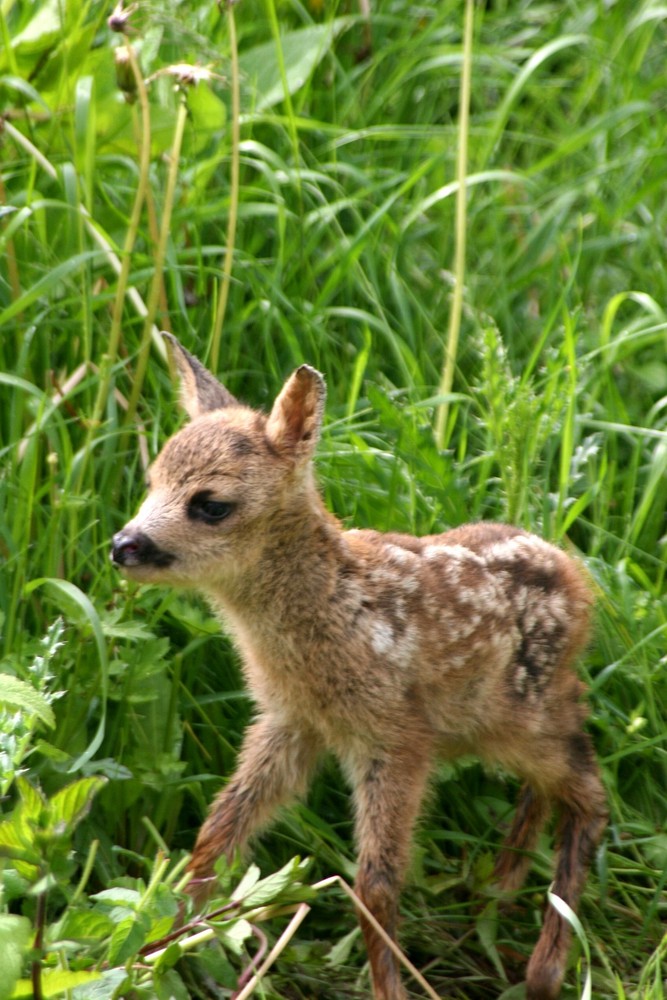Rehkitz im Garten Foto & Bild tiere, tierkinder, natur Bilder auf