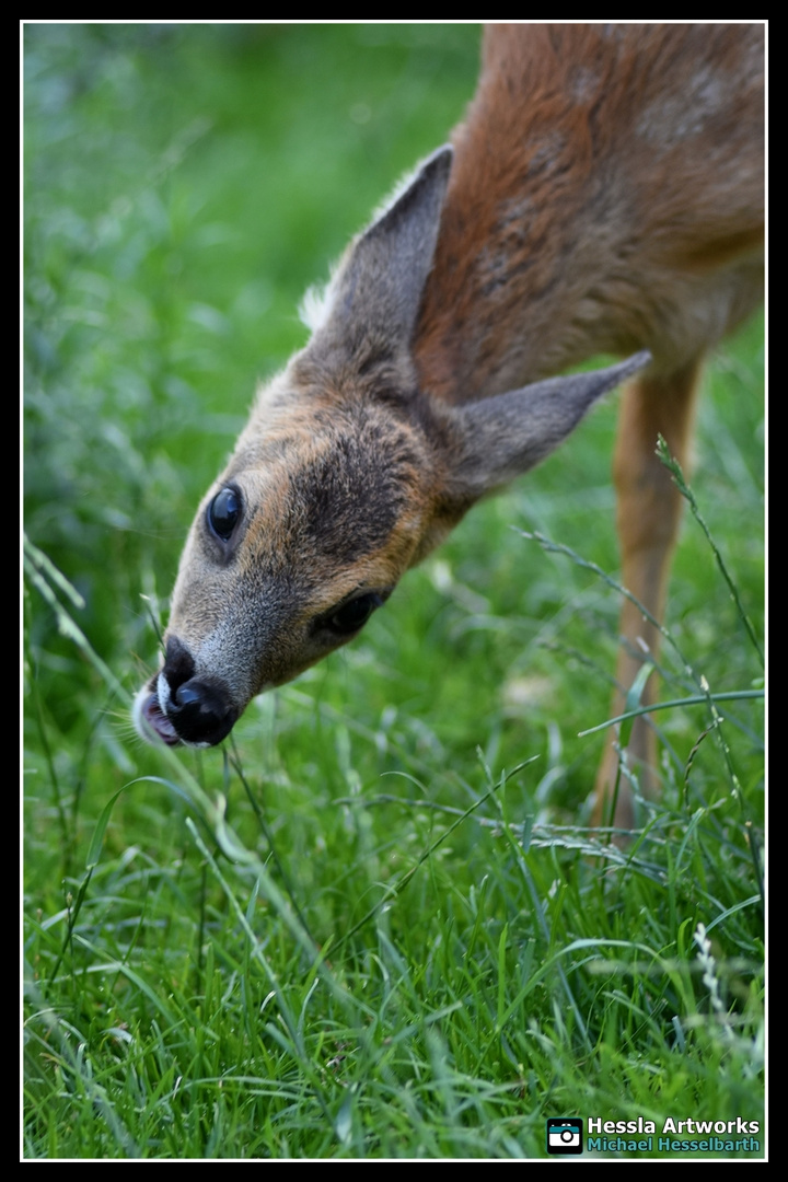 Rehkitz im Garten - Jeßnitz.