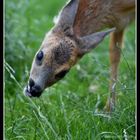 Rehkitz im Garten - Jeßnitz.