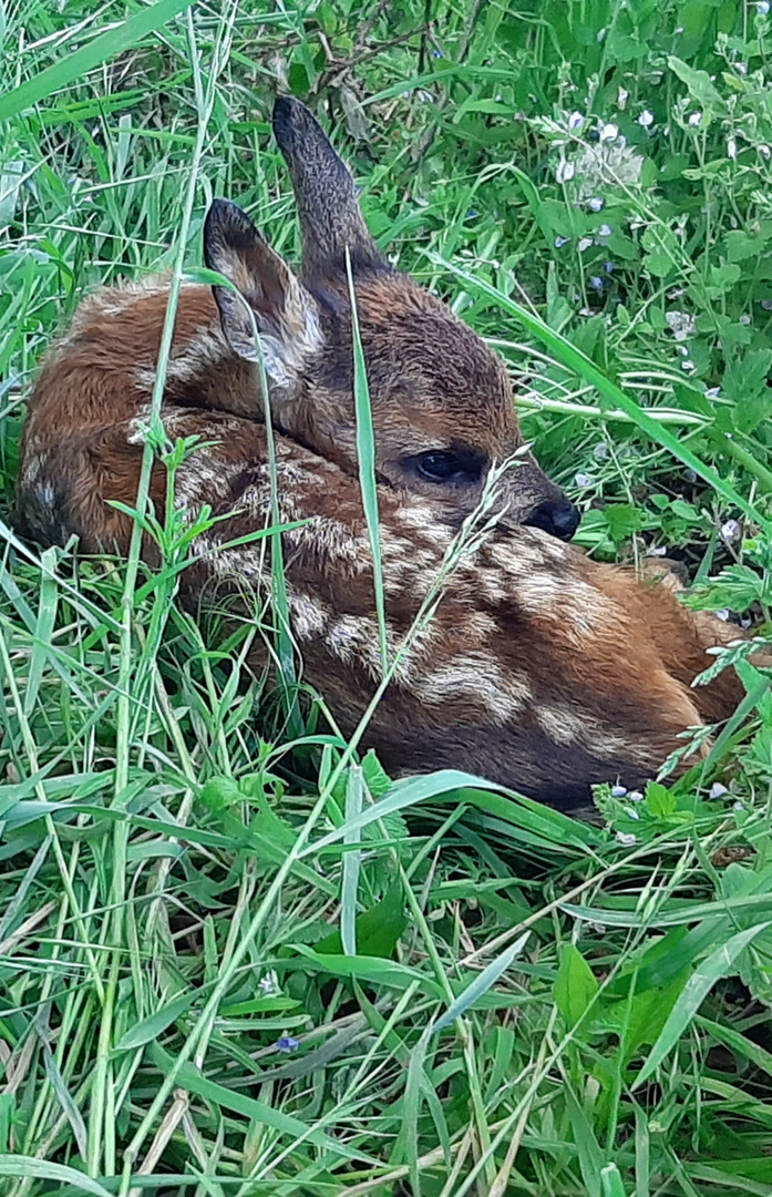 Rehkitz im Gras 