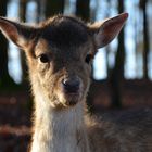 Rehkitz im Morgenlicht