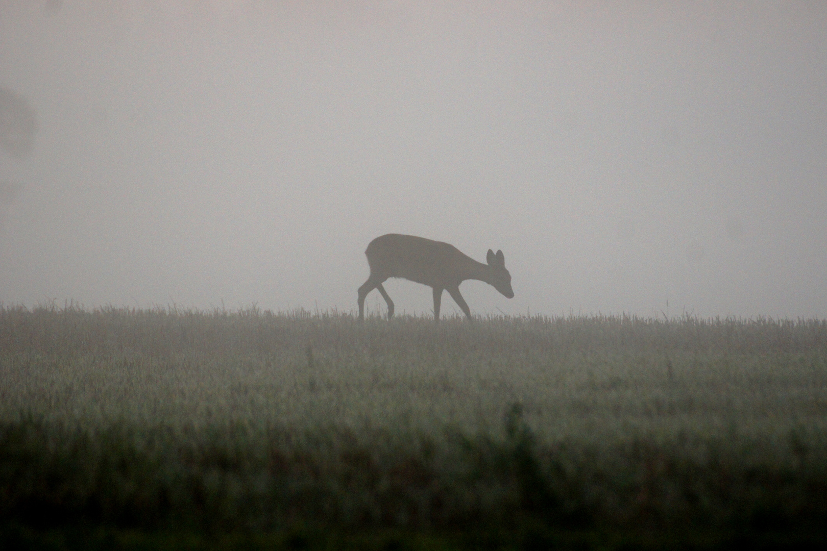 Rehkitz im Morgennebel