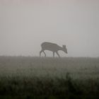 Rehkitz im Morgennebel