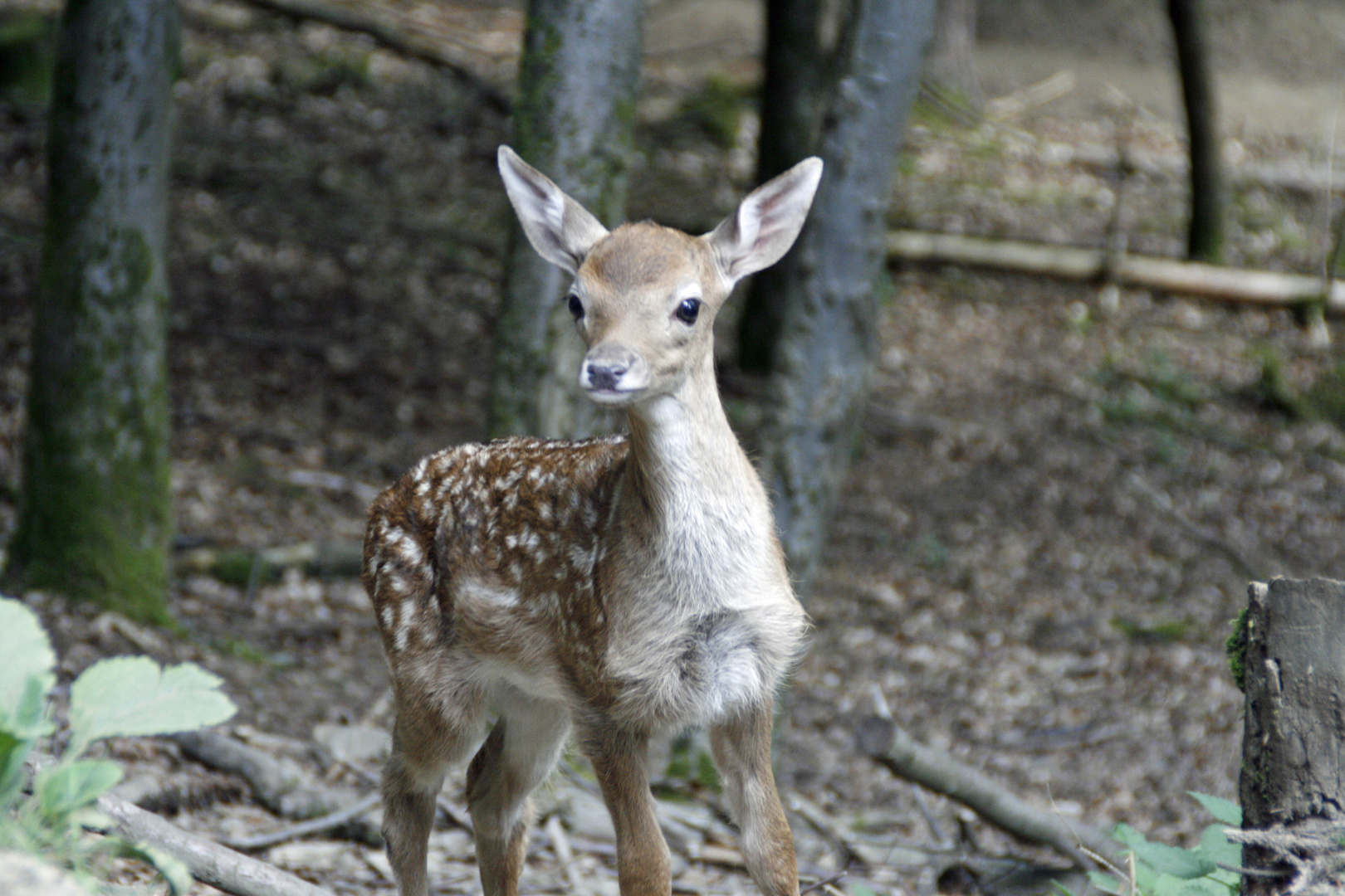 Rehkitz im Naturpark