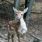 Rehkitz im Naturpark