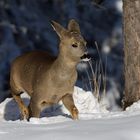 Rehkitz im Schnee