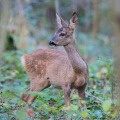 Rehkitz im Wald