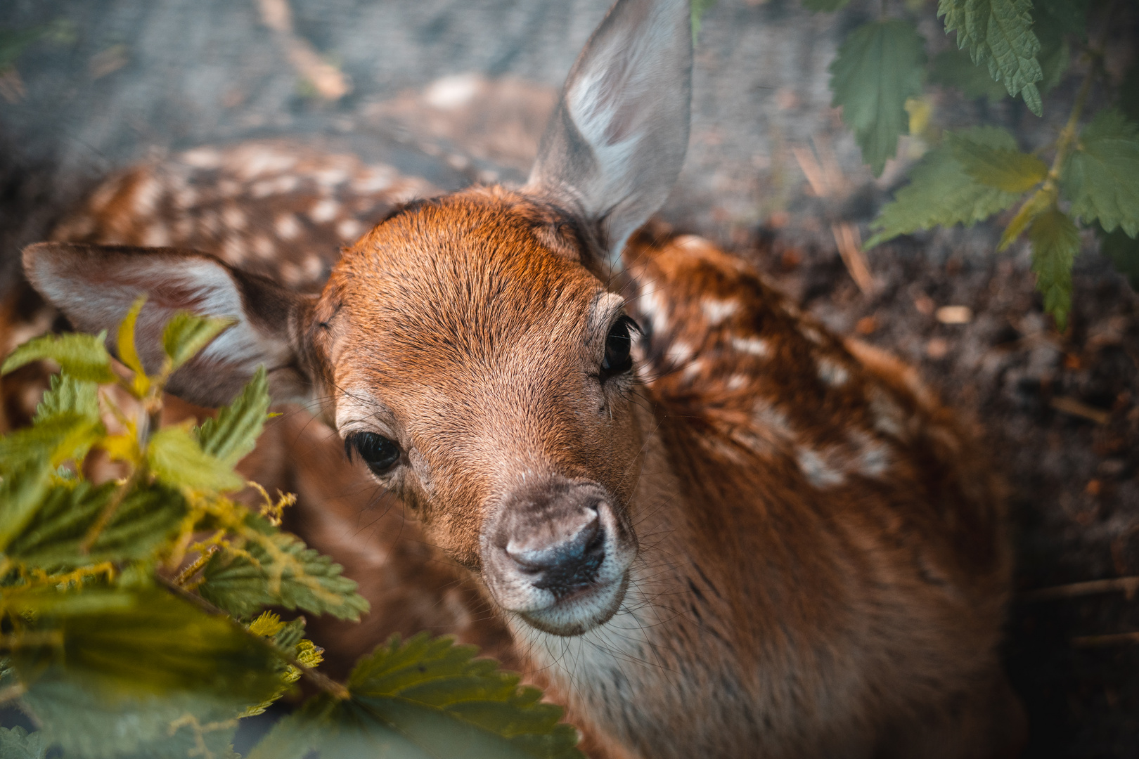 Rehkitz im Wald