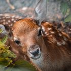 Rehkitz im Wald