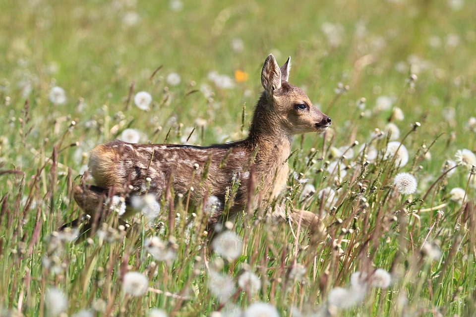 Rehkitz in Blumenwiese