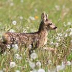 Rehkitz in Blumenwiese