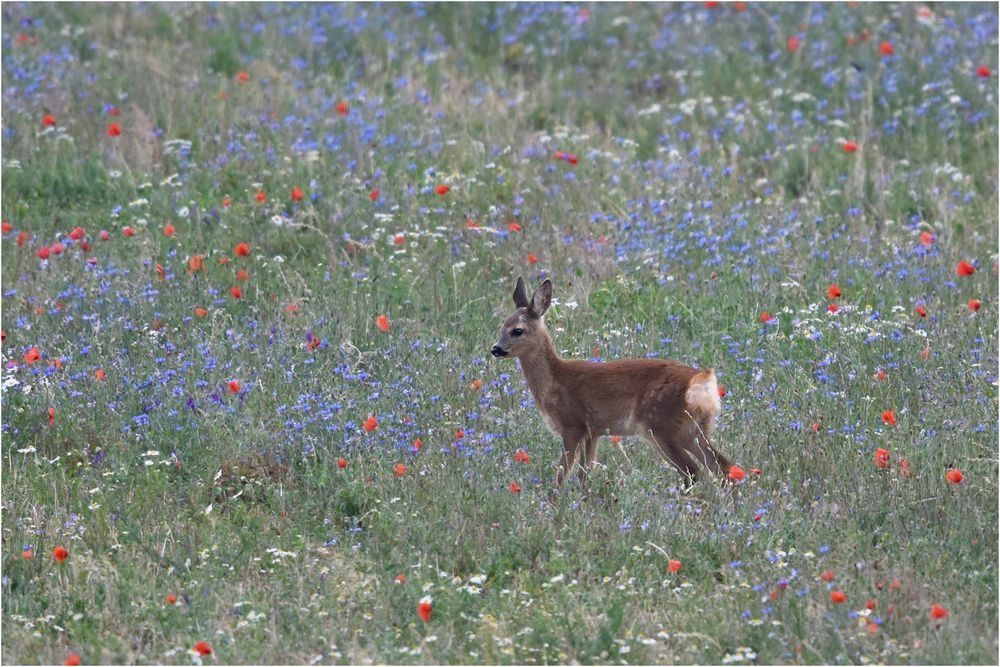 Rehkitz in einer Blumenwiese