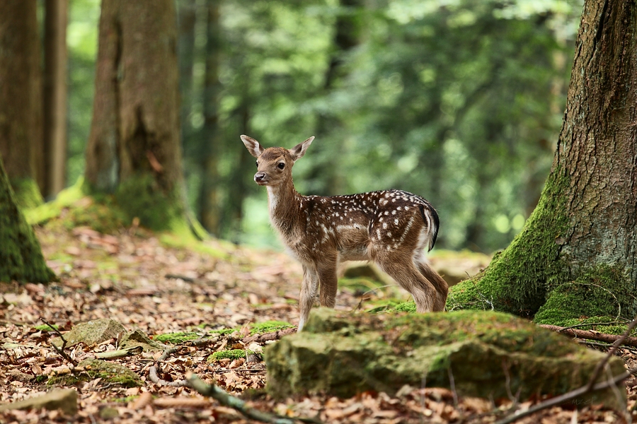 Rehkitz   -    oder  -   Damwildkalb