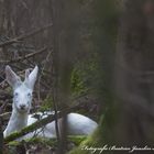 Rehkitz Snowflake im Versteck