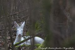 Rehkitz Snowflake im Versteck