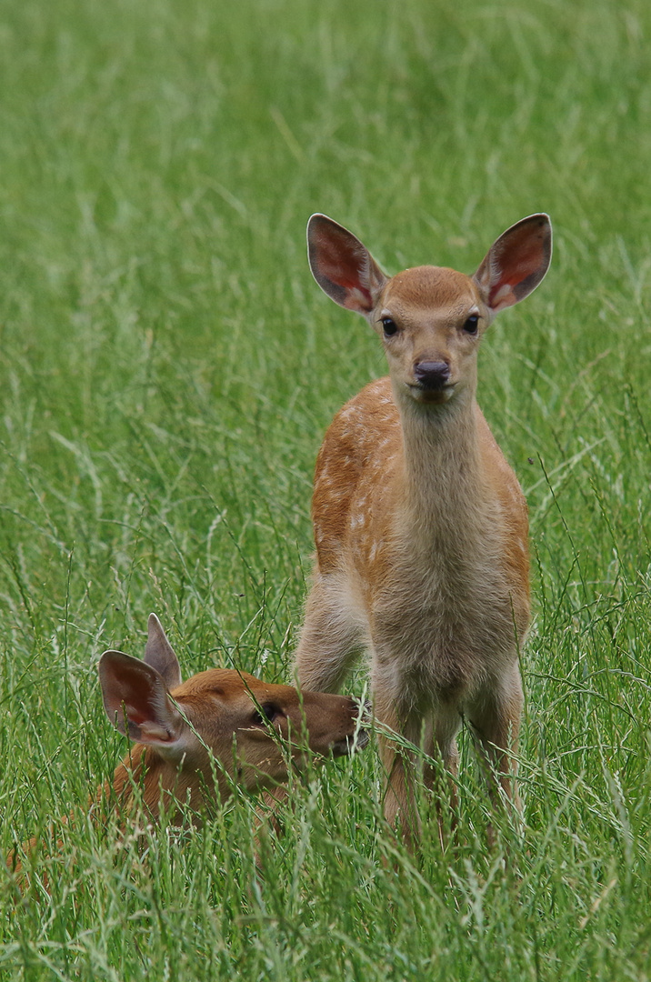 Rehkitze im Wildpark Völlinghausen