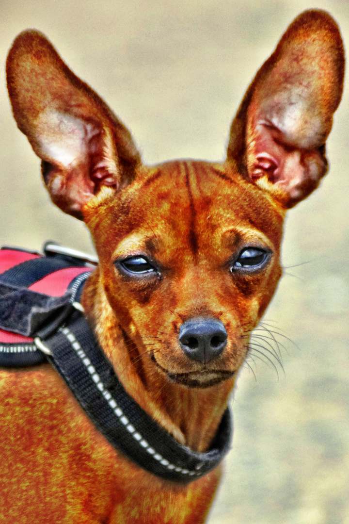 Rehpinscher