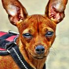 Rehpinscher