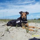 Rehpinscher Mix 