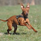 Rehpinscher Pascha