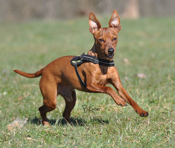 Rehpinscher Pascha