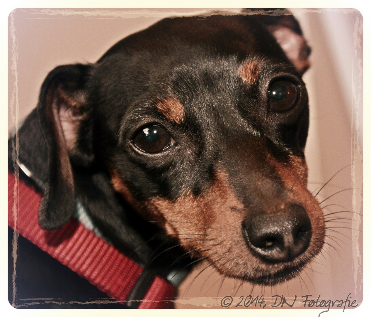 Rehpinscher Portrait