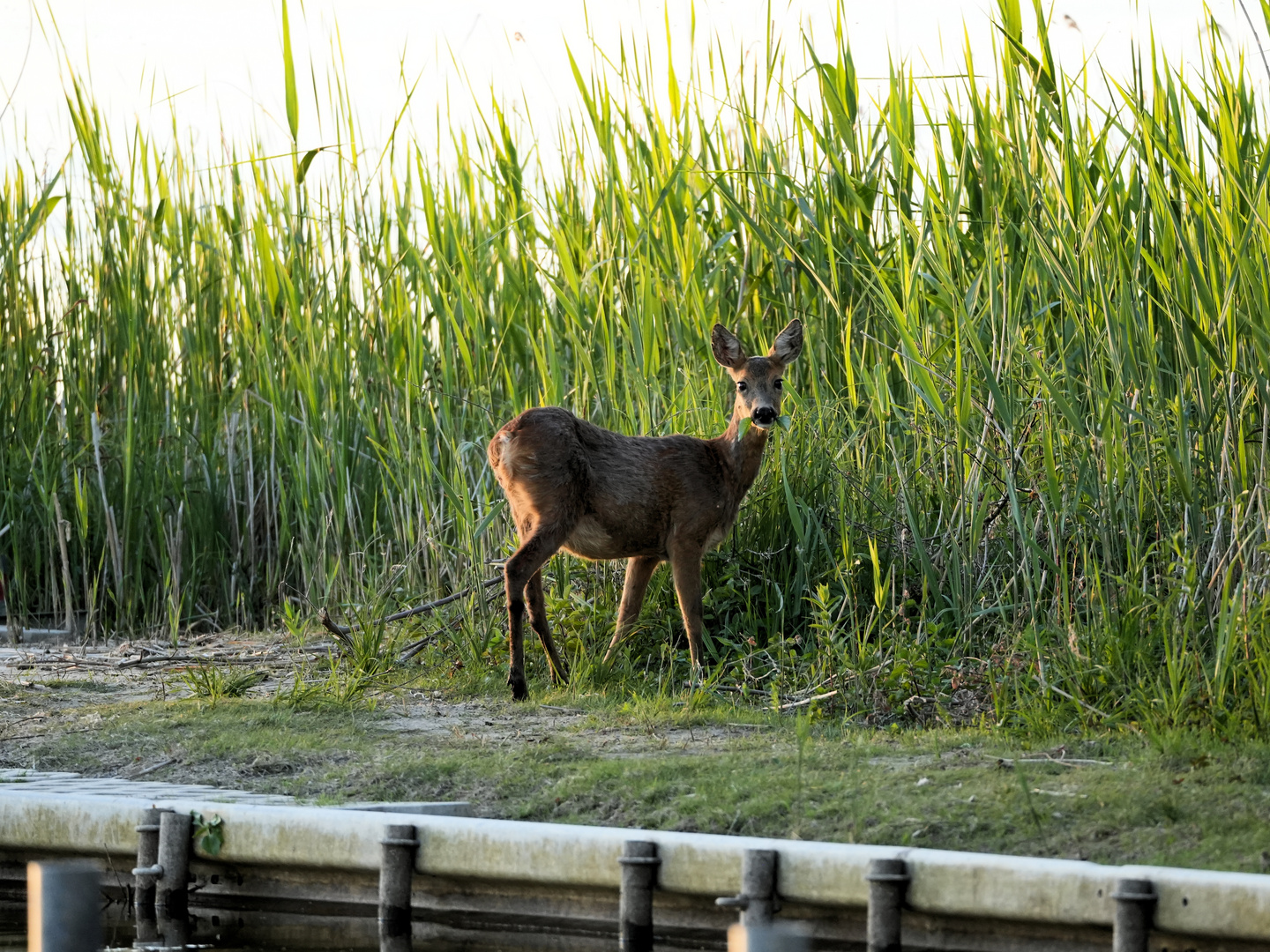 Rehricke am Beetzsee