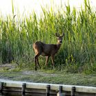 Rehricke am Beetzsee