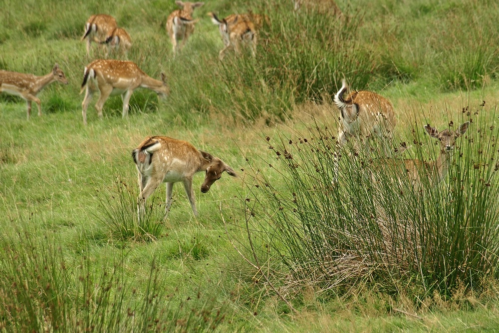 Rehrudel >> geändert in Damwild