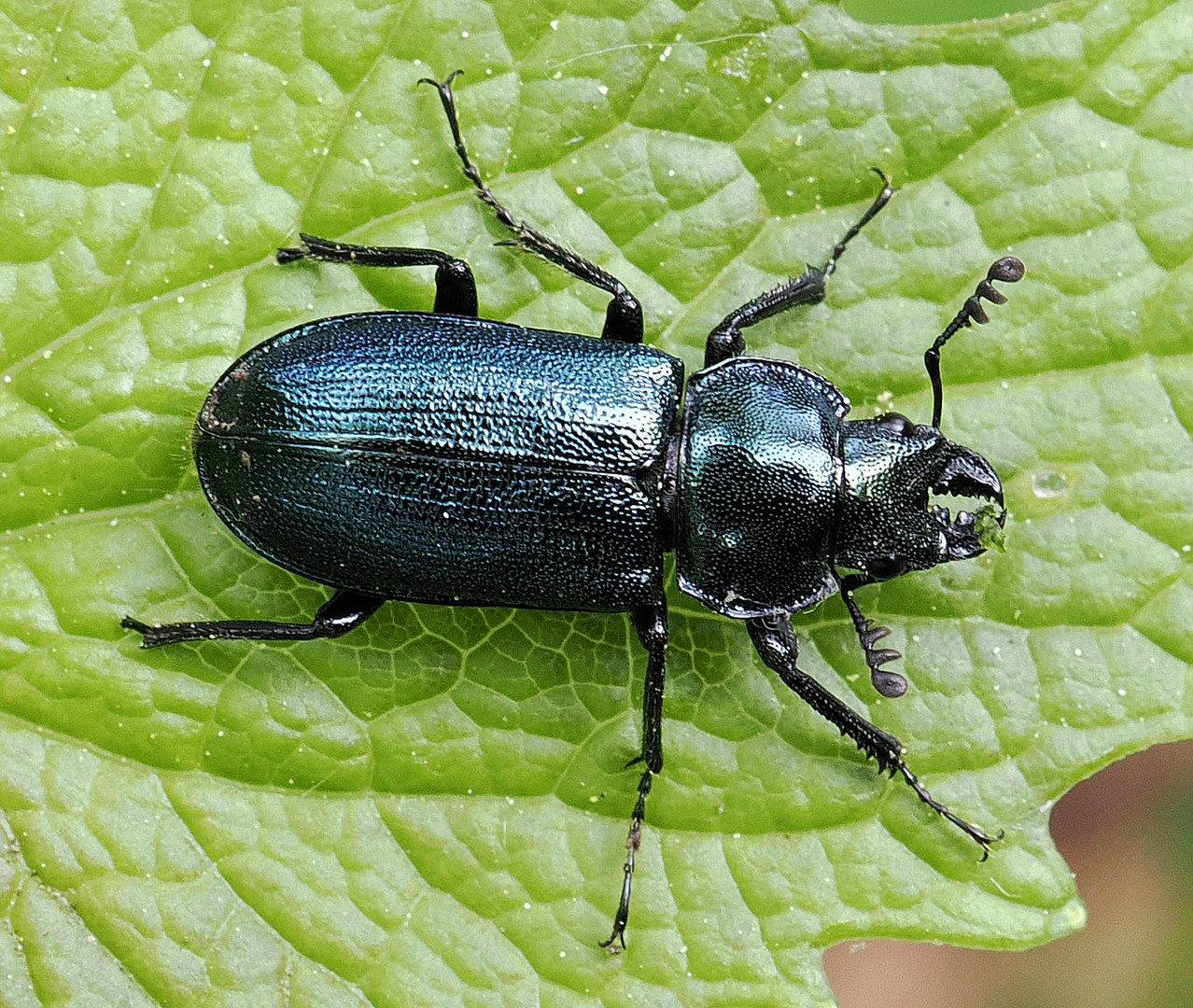 Rehschröter (Platycerus caraboides)