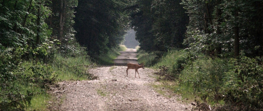 Rehweg