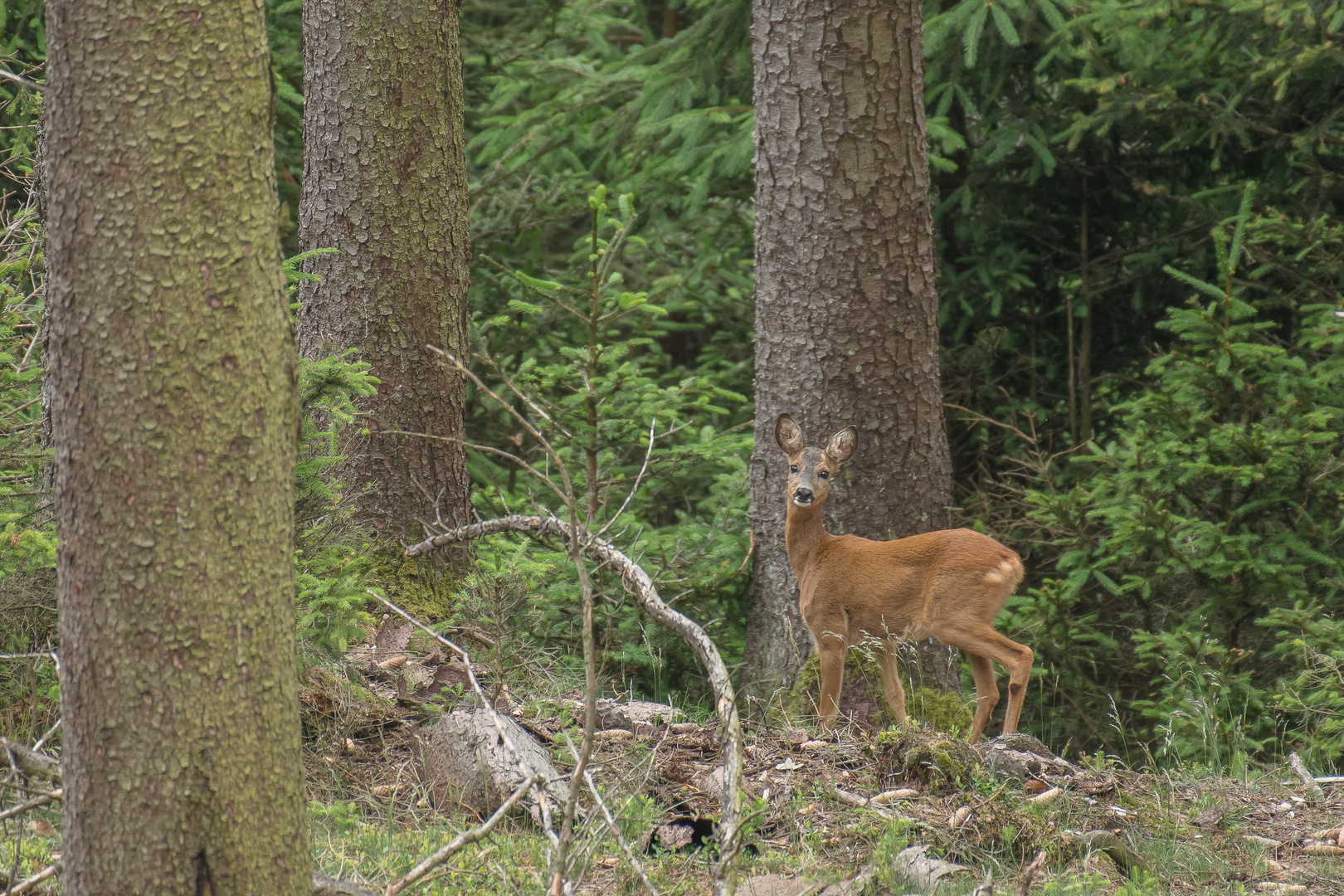 Rehwild Foto & Bild | natur, tiere, wildlife Bilder auf fotocommunity