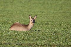 Rehwild - 1