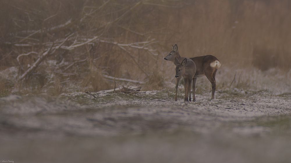 Rehwild Foto & Bild | tiere, wildlife, winter Bilder auf fotocommunity