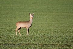 Rehwild - 3