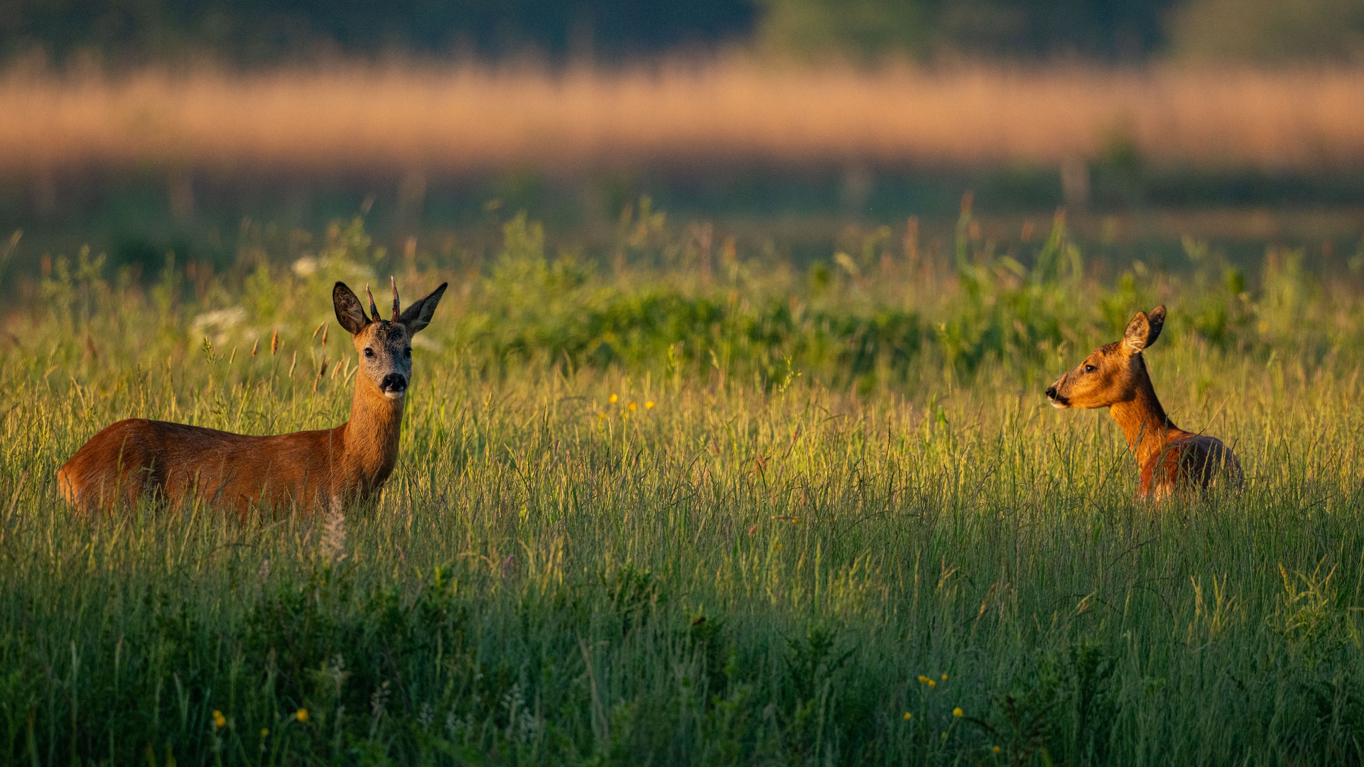 Rehwild Foto & Bild | tiere, vögel und säugetiere, natur Bilder auf