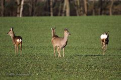 Rehwild - 4