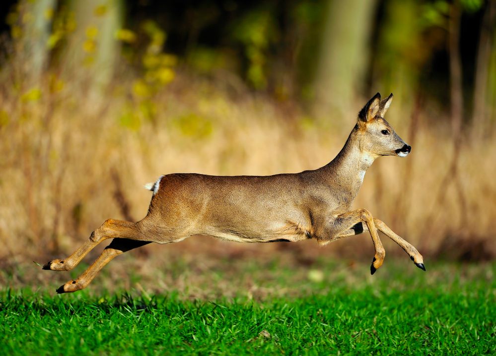 Rehwild Foto & Bild | tiere, wildlife, säugetiere Bilder auf fotocommunity