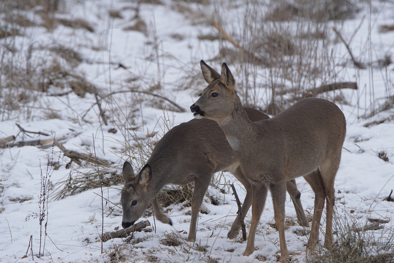 Rehwild Foto & Bild | tiere, wildlife, winter Bilder auf fotocommunity