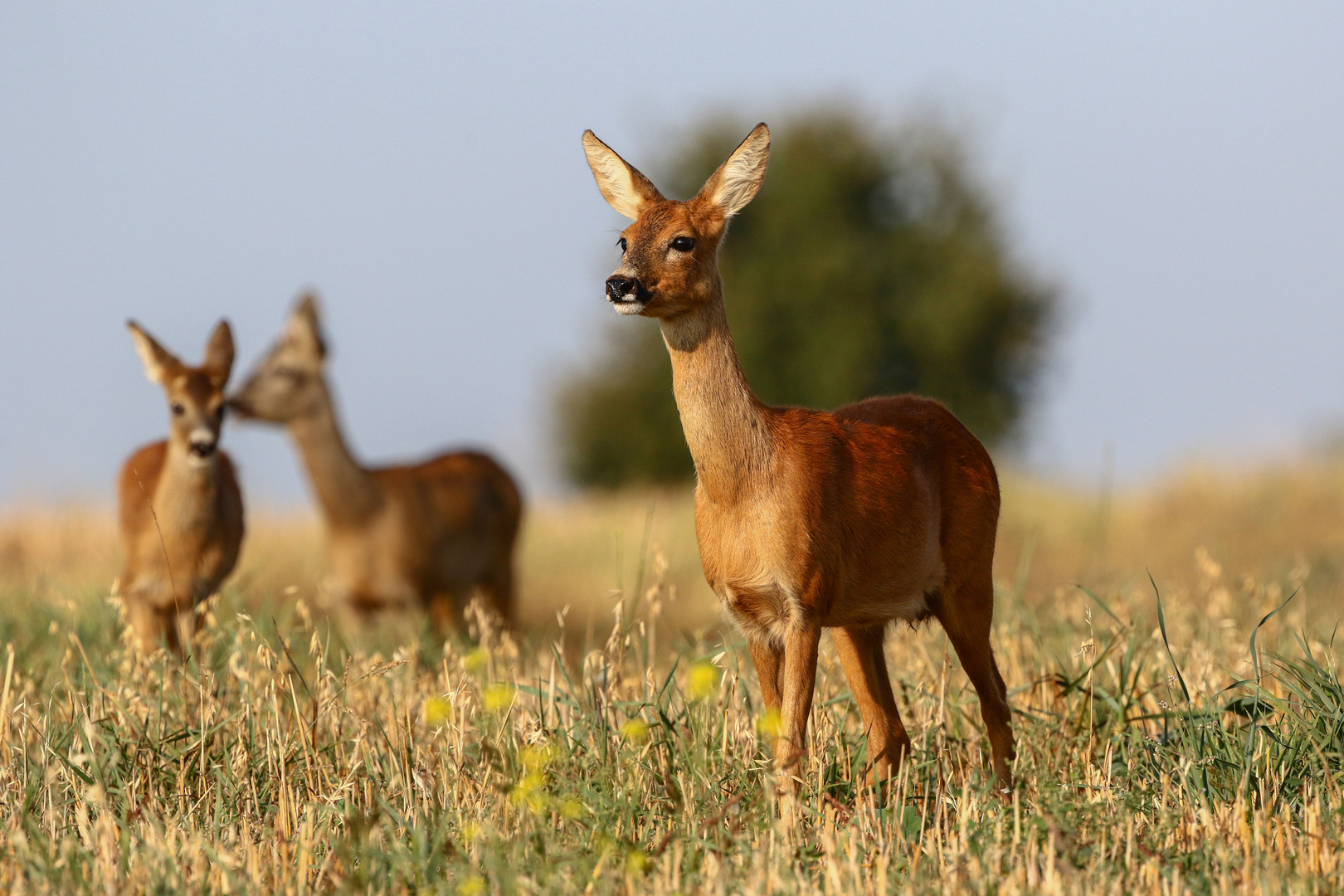 Rehwild Foto & Bild | tiere, wildlife, säugetiere Bilder auf fotocommunity