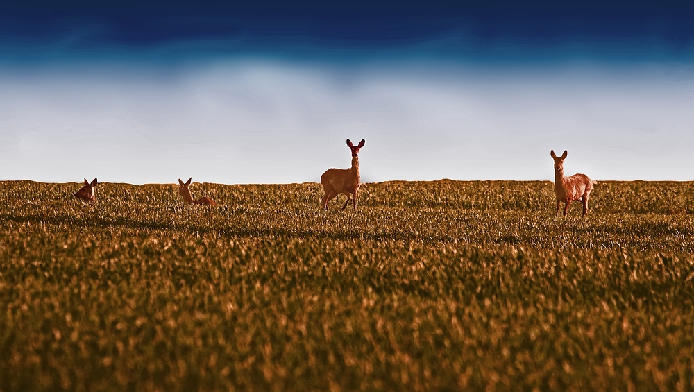 Rehwild am Abend