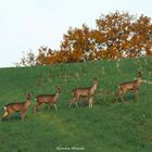 Rehwild am frühen Morgen 