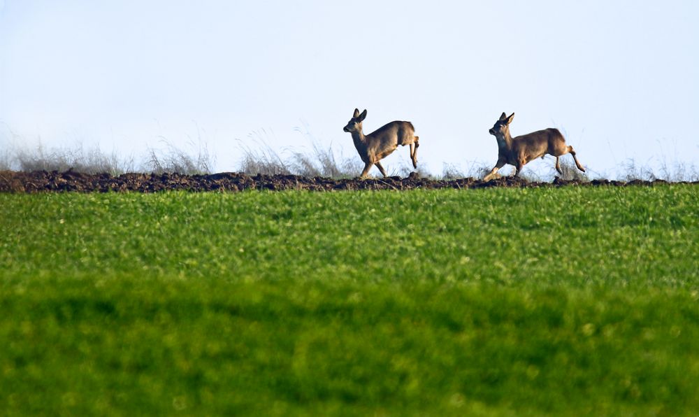 "Rehwild am späten Nachmittag"