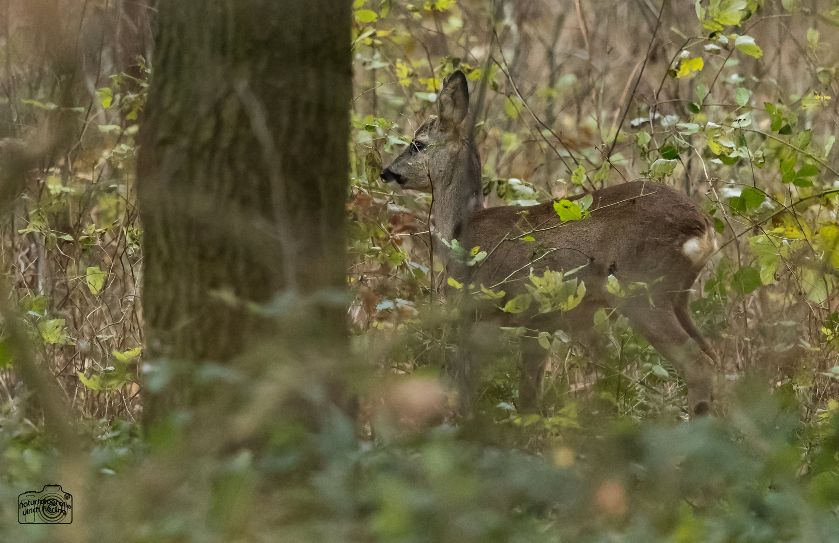 Rehwild am Waldrand 1 (1 von 1)